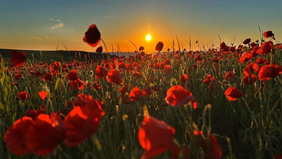 Poppies at sunset