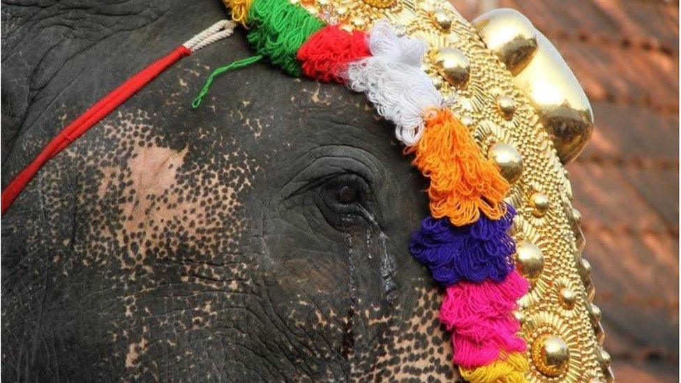 An elephant with tears pouring from its eye