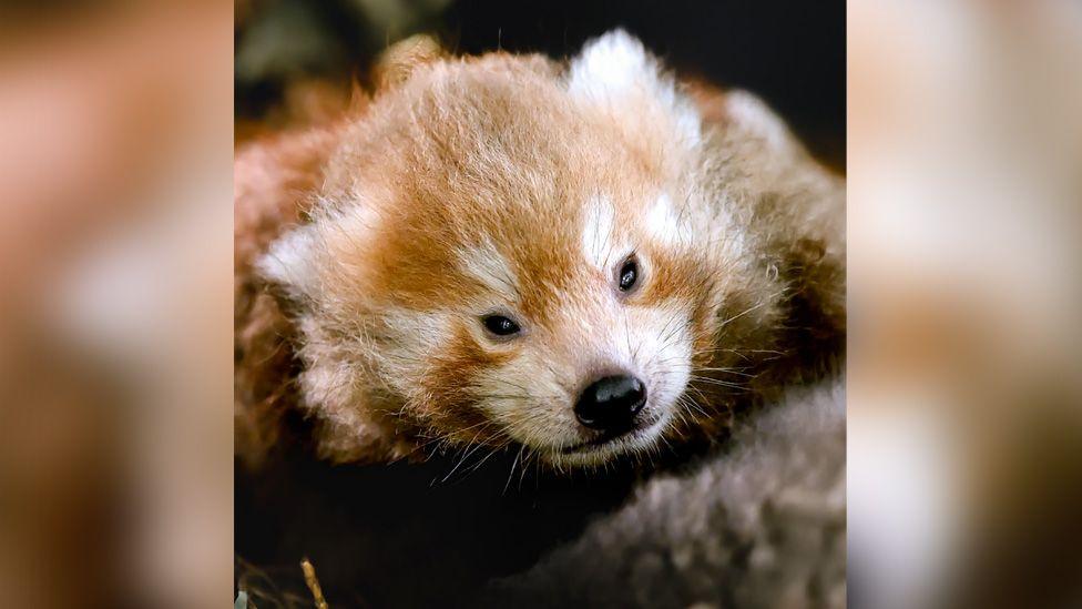 A red panda cub, it has a black nose, orange and white fur and black eyes. 