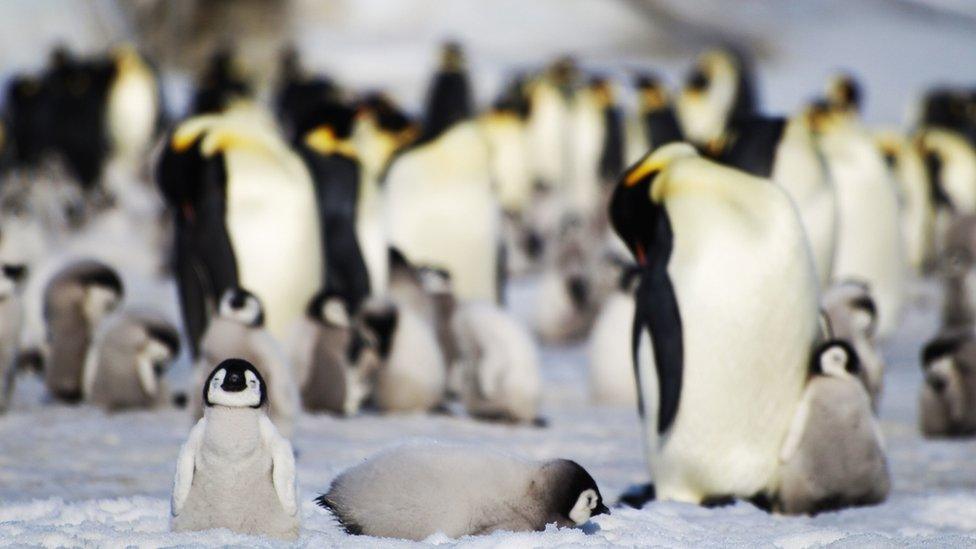 Emperor penguins