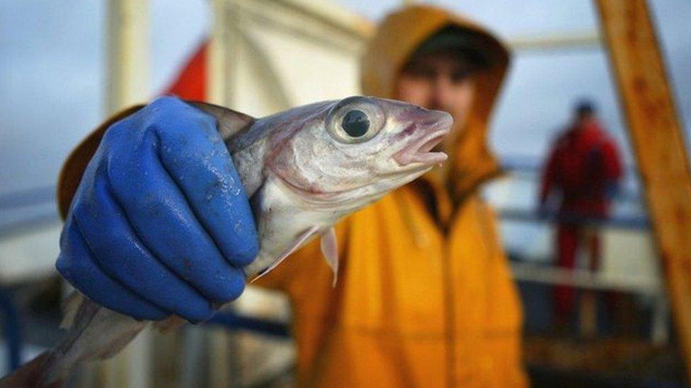 Scottish fisherman