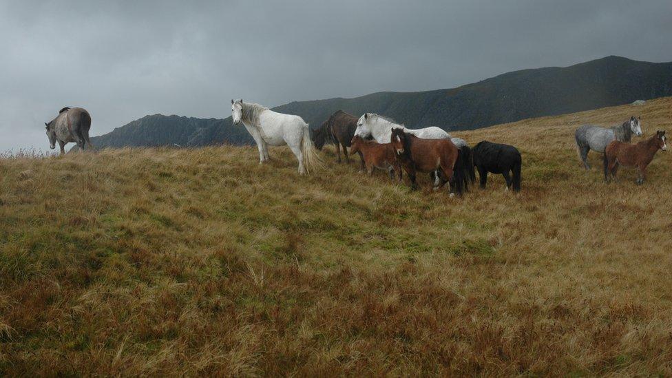 Merlod y Carneddau