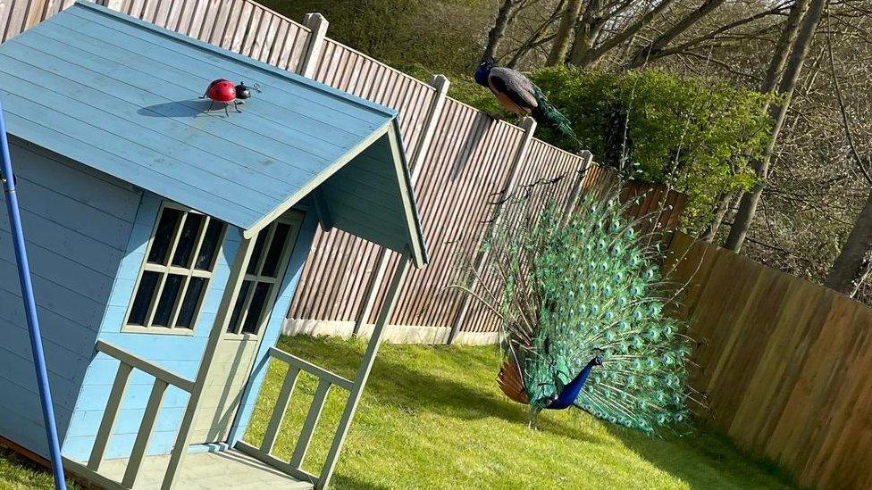 Peacocks in a garden in Dereham