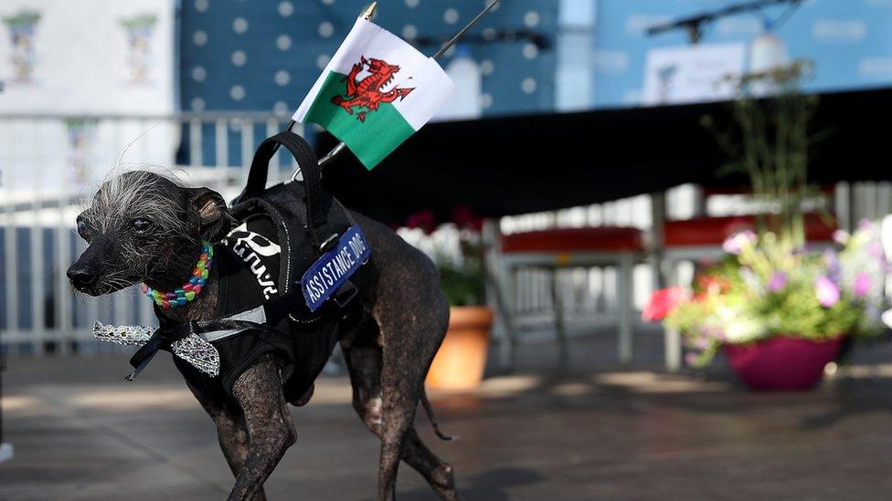 Chase, a Chinese Crested-Harke mix, with a Welsh flag attached to his back