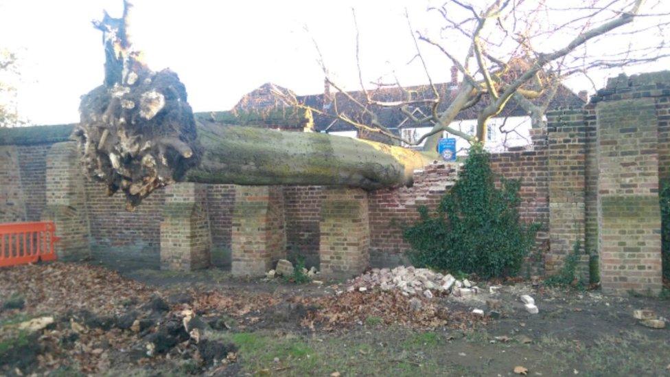 Uprooted tree in Greenwich Park