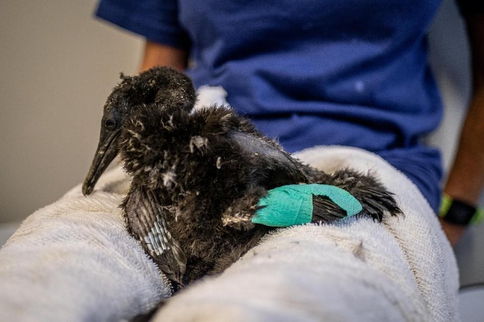 A cormorant chick with a bandaged wing rests on a veterinarian's lap