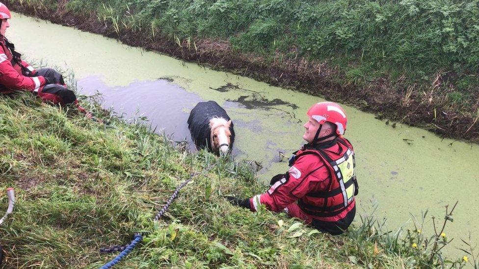 Pony being rescued from ditch