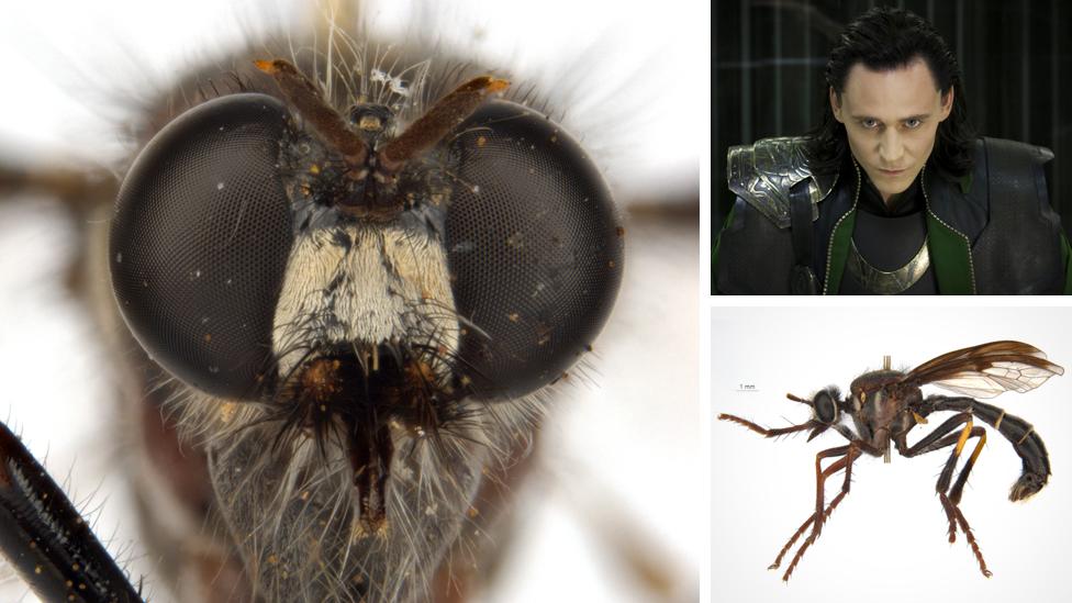 The Loki fly, or Daptolestes illusiolautus, meaning elegant deception