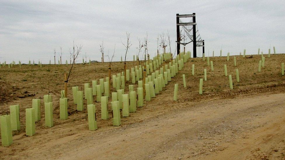 Saplings in plastic boxes