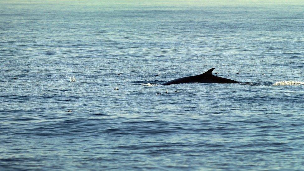 Fin whale