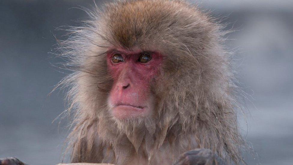 Japanese macaque or snow japanese monkey (Macaca fuscata), portrait, Japan