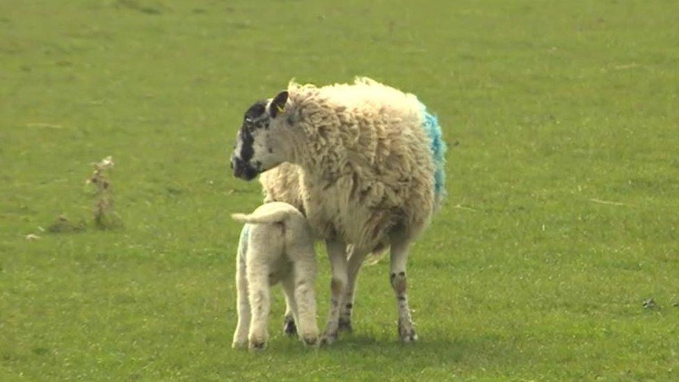 Sheep and lamb in a field