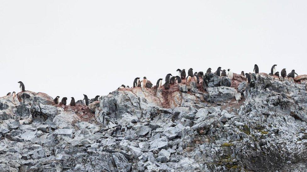 A colony of Adelie penguins on Jingle Island.