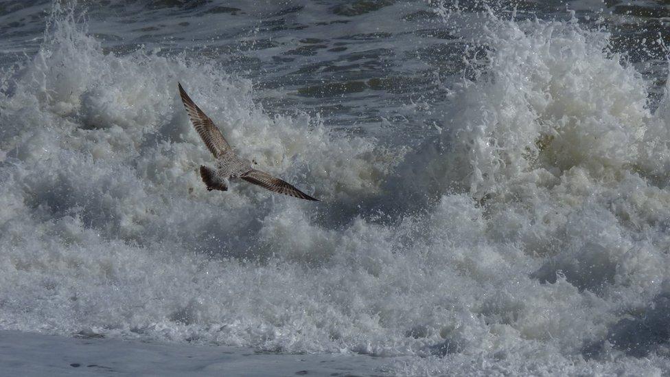 Bird flying by a breaking wave