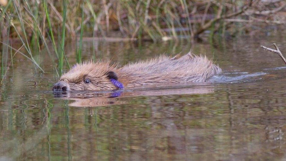 Beaver swimming