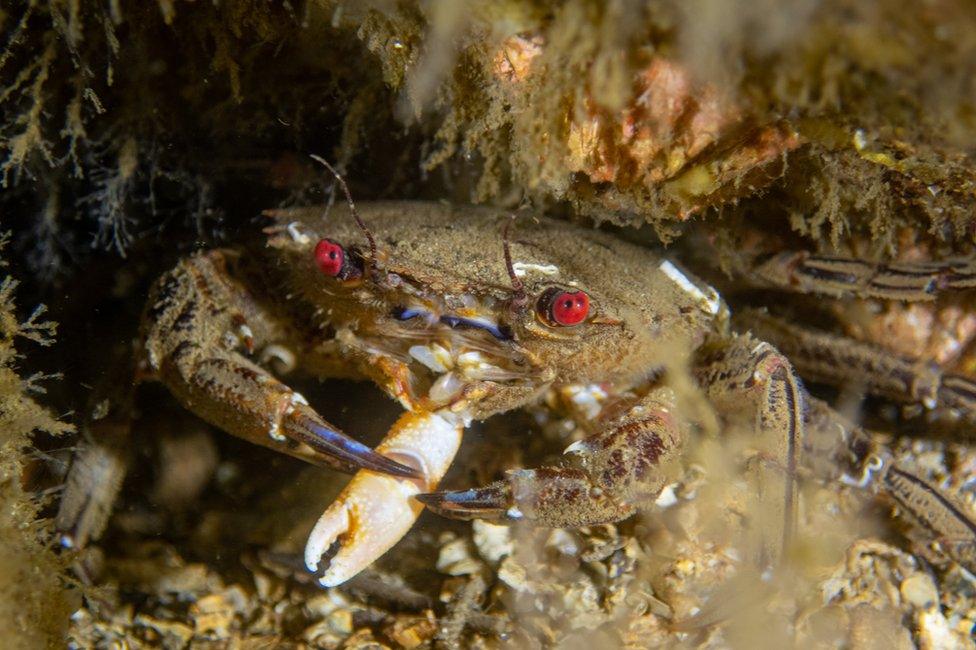 A photo of a velvet swimming crab in waters around Scotland