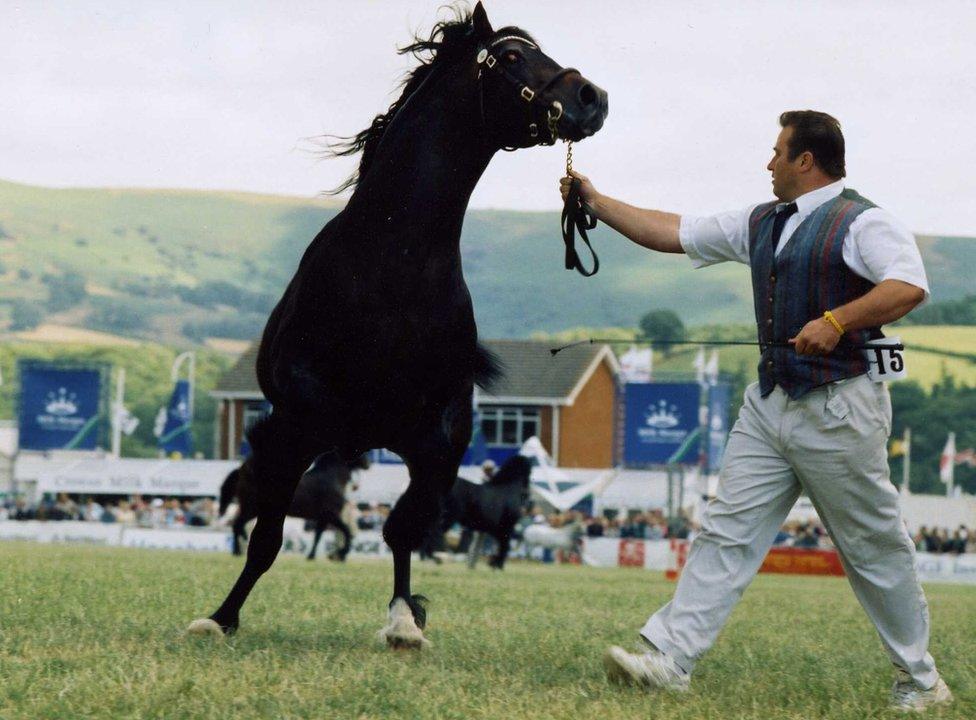 Arddangos ceffylau yn 1995