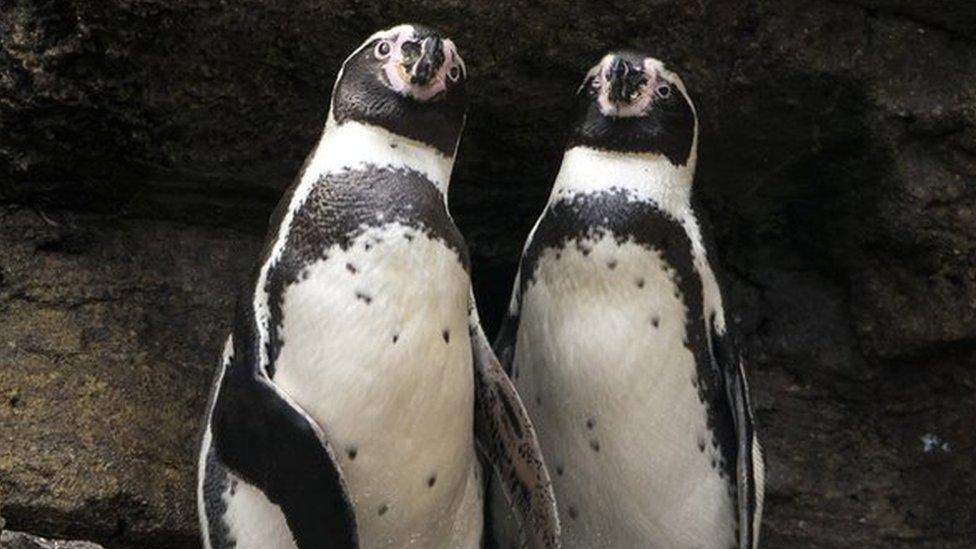 two penguins