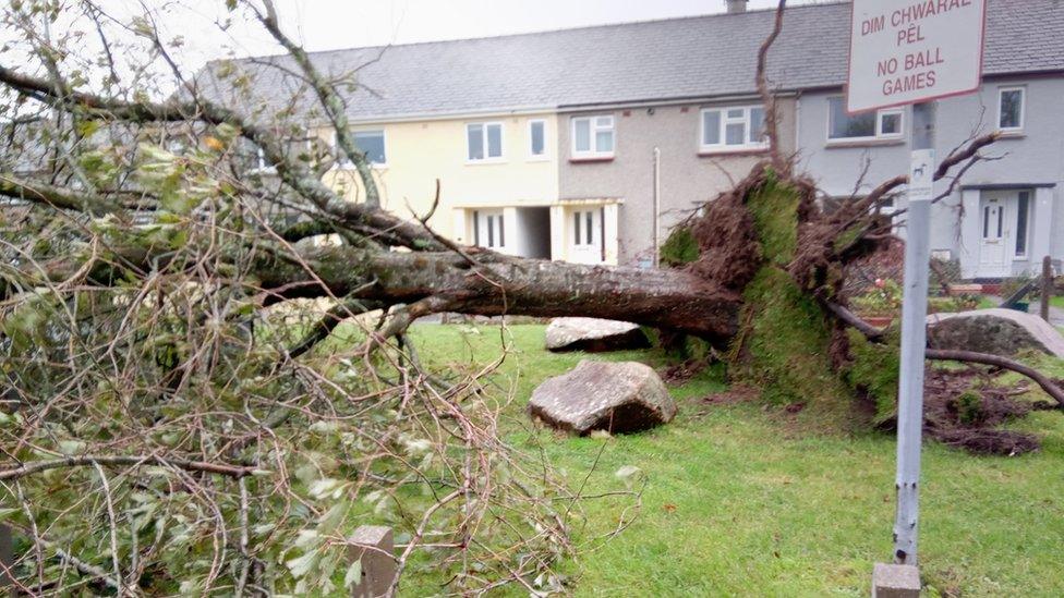 Tree down in Bangor