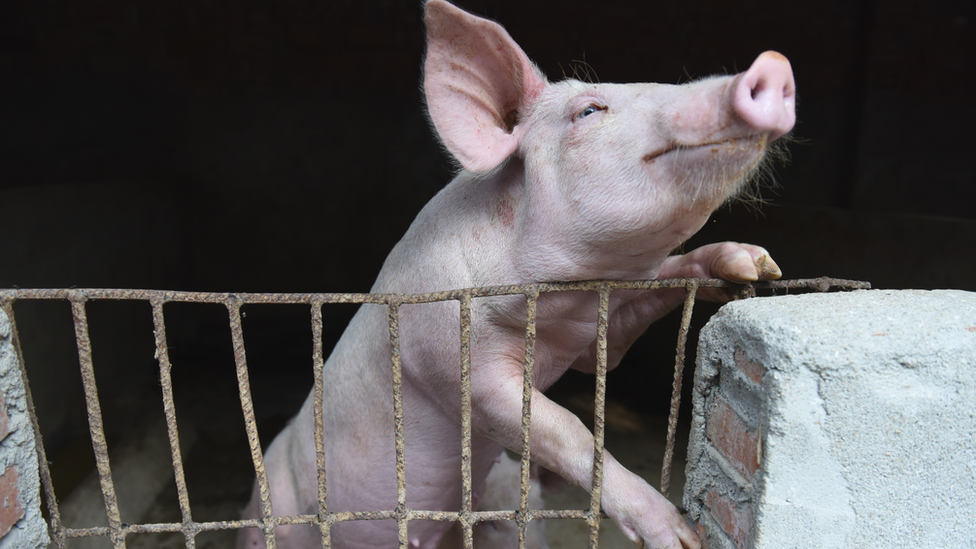 Pig on farm, China, 2019