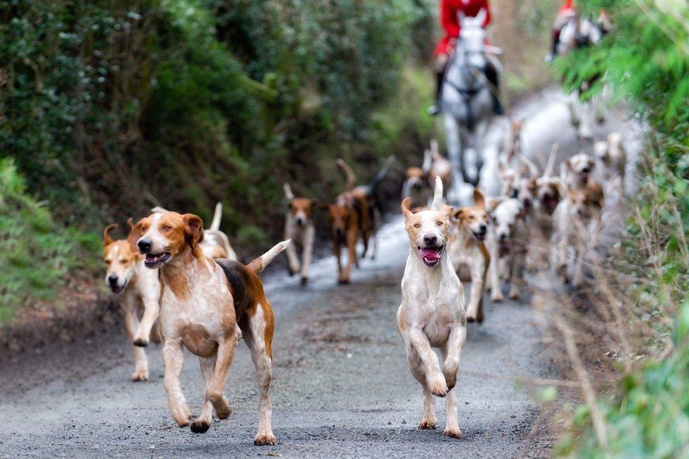 Hounds during a hunt