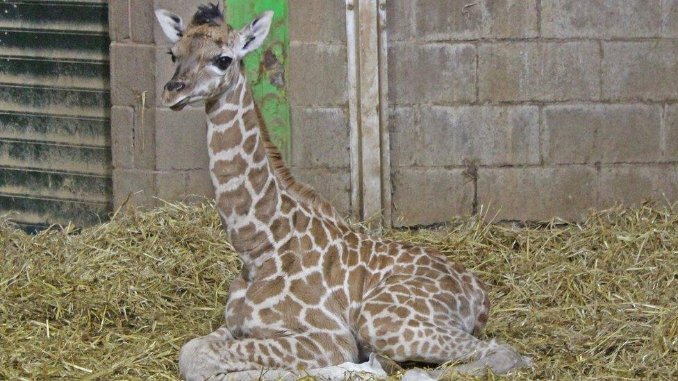 The newborn Rothschild's at Belfast Zoo