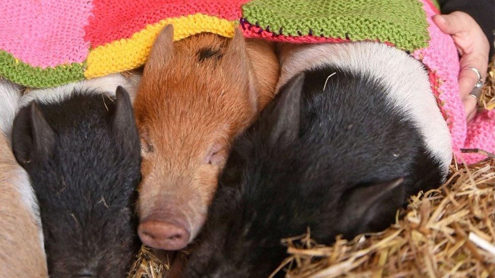 Piglets in blankets