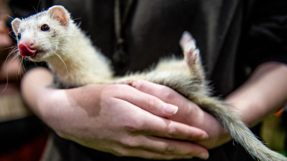 A ferret sticking its tongue out