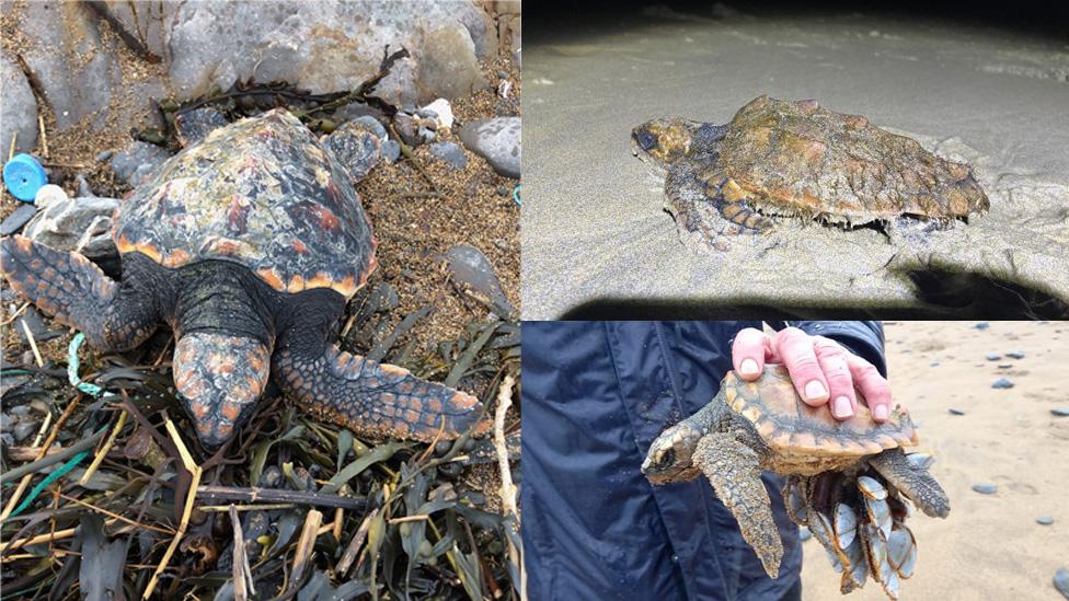 A collage of three stranded turtles on beaches