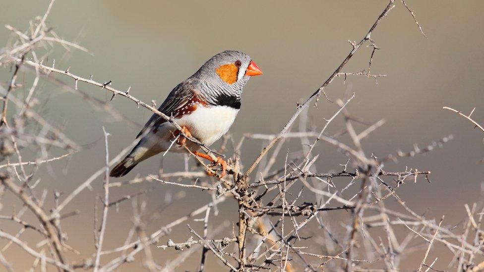 adult zebrafinch