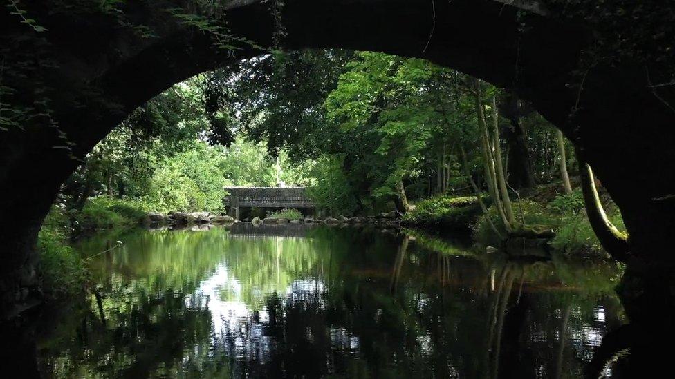 Mourne Park woodland