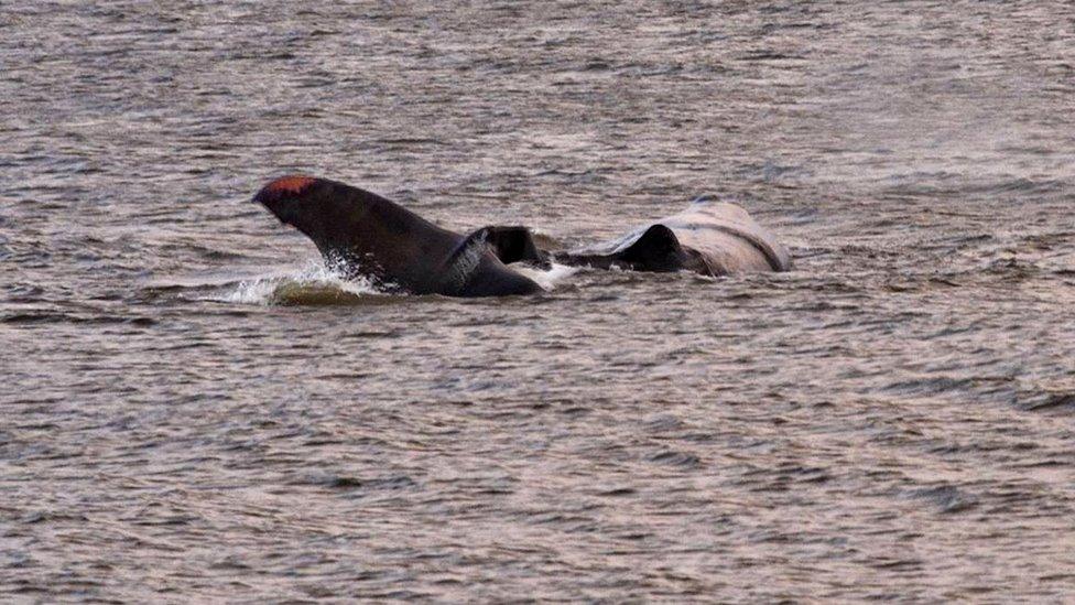 Whale in shallow water at Hunstanton