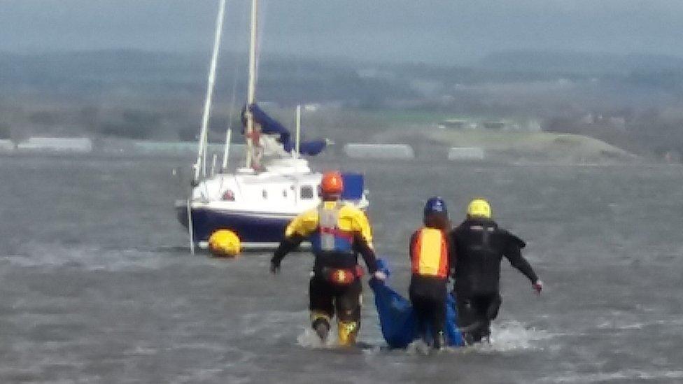 Stranded porpoise