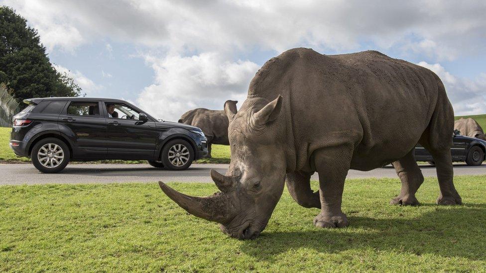 A rhino at West Midlands Safari Park