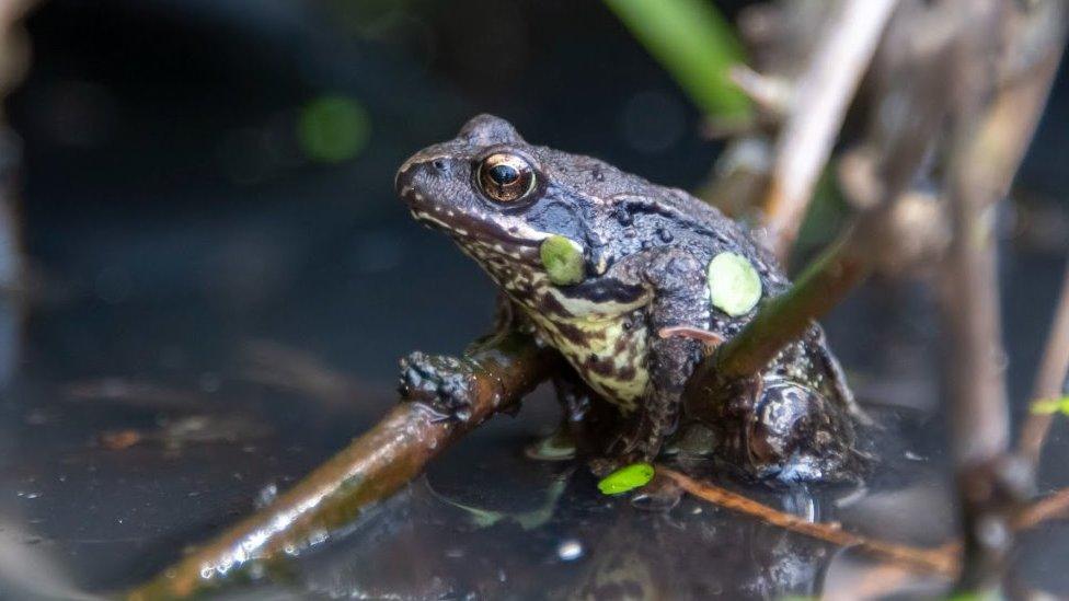 A common frog