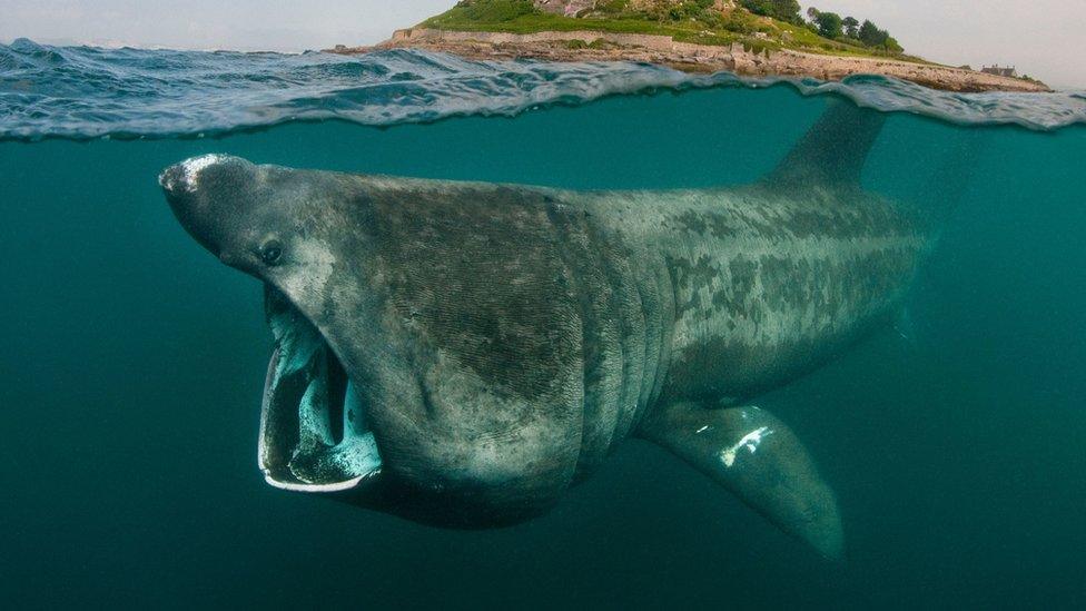 Basking shark