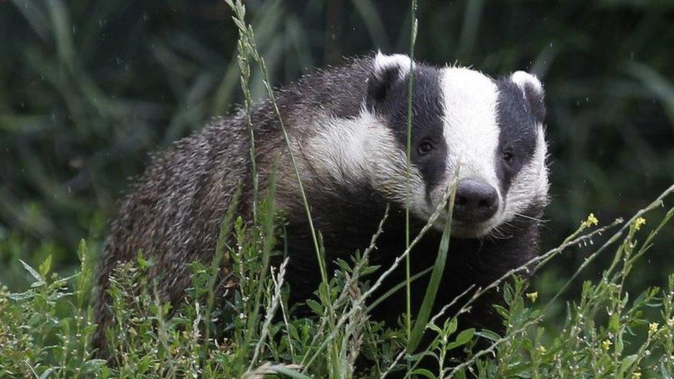 Badger