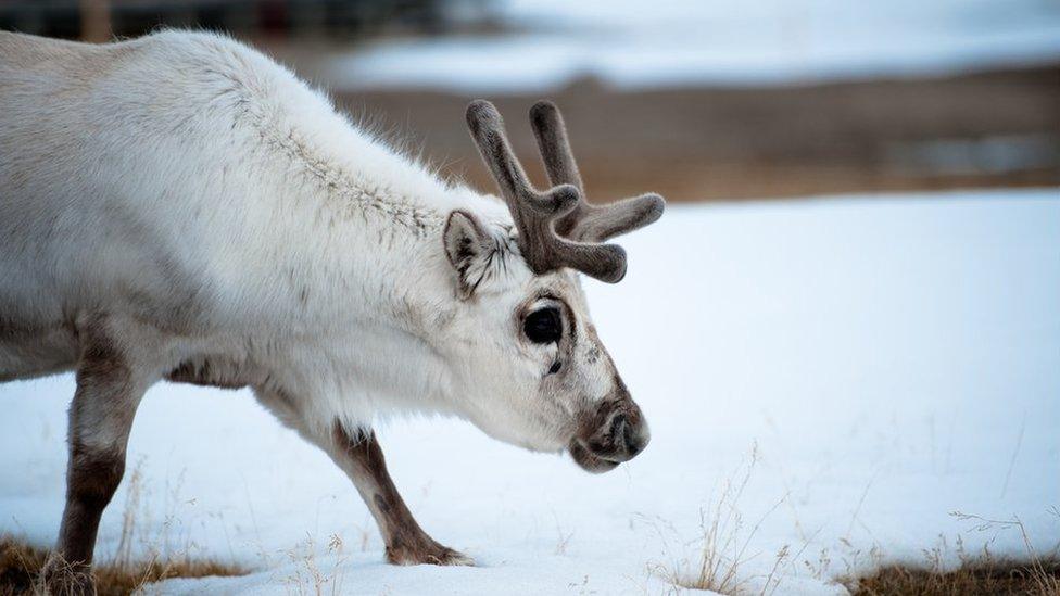 A reindeer in the snow in Norway