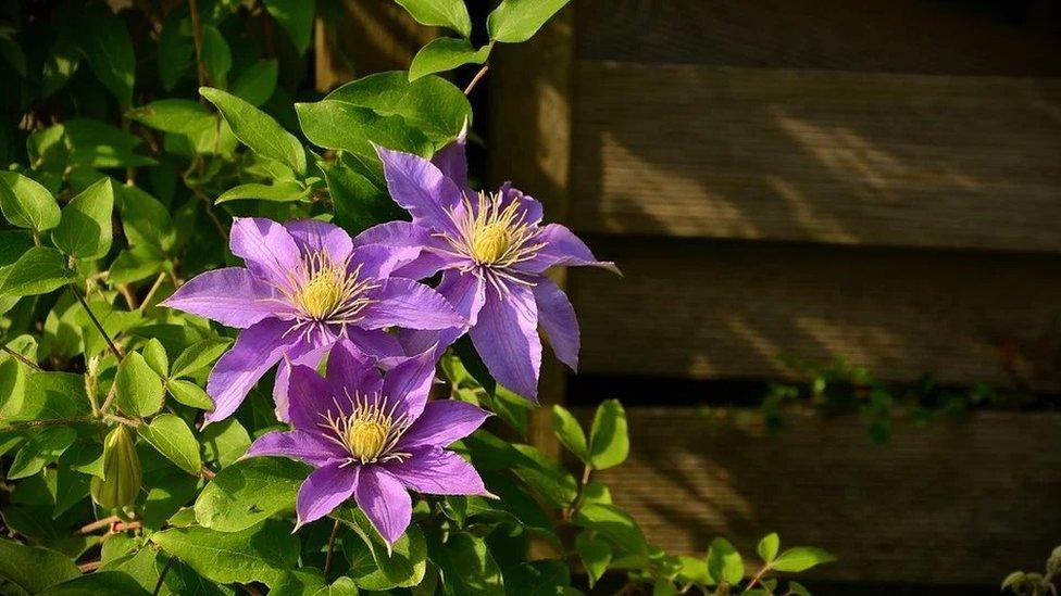 Clematis piws