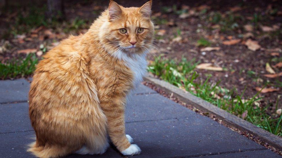 A cat on a deck