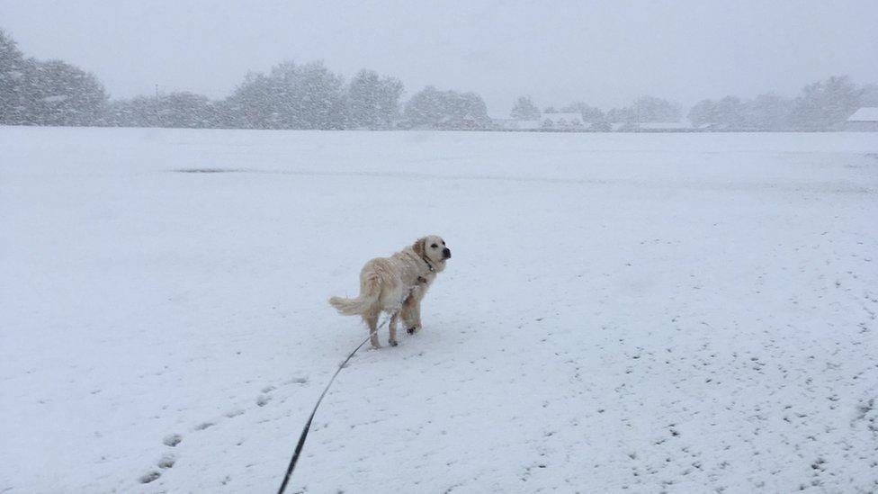 A dog in the snow