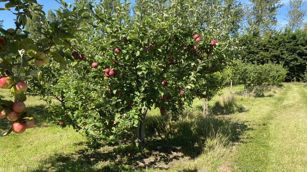 Apple tree in orchard