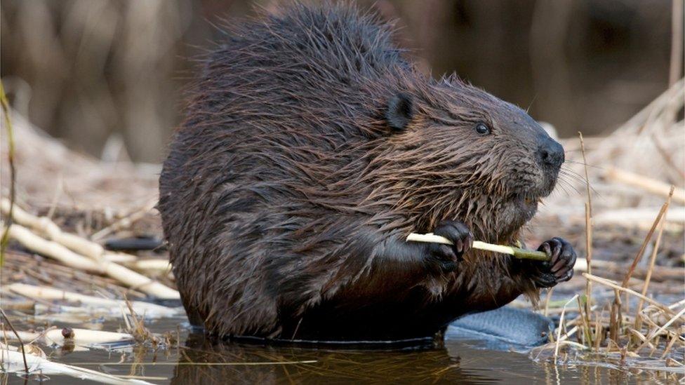 A beaver