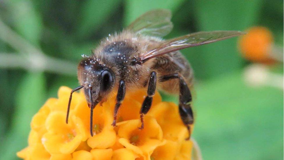 Bee on flower