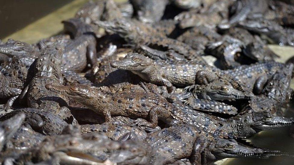 Hungry crocodiles in the pool of a private farm in the San Manuel municipality, Cortes department, 220 km north of Tegucigalpa on November 1, 2015