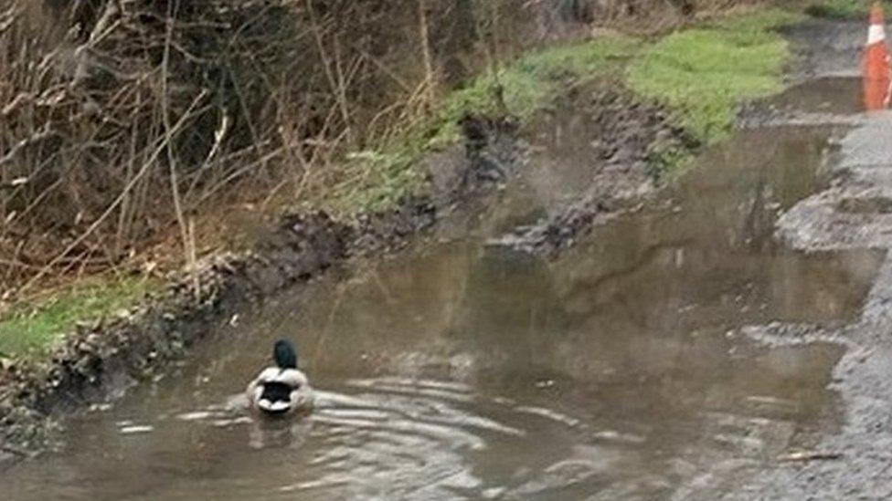 Duck in pothole