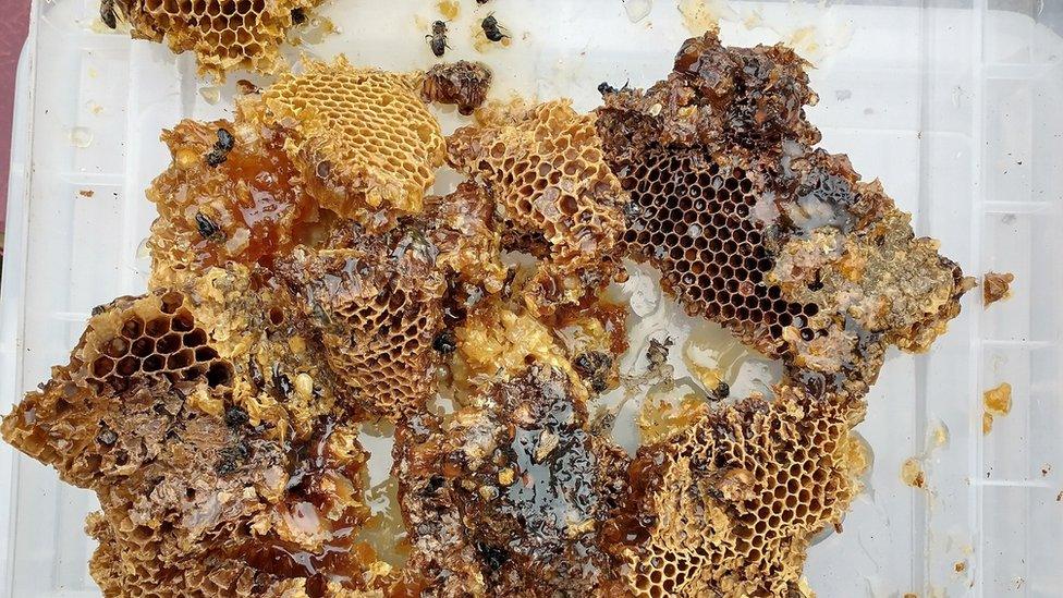 Bees found inside rotten tree trunk