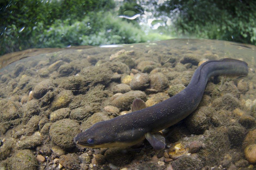 Eel in the River Soar