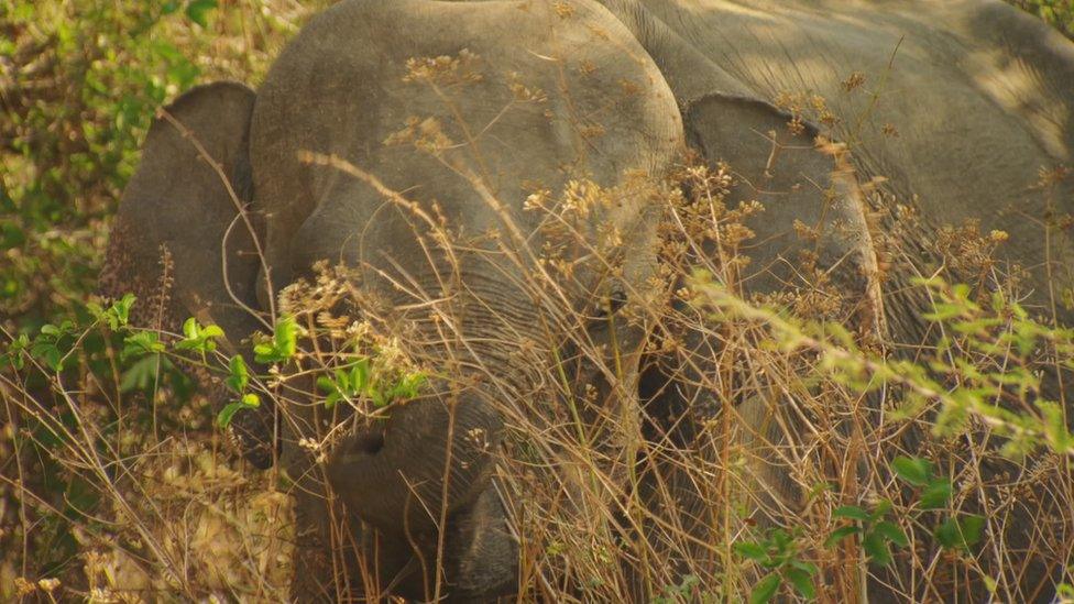 Asian elephant