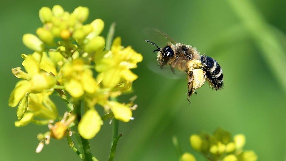 Bee flying to a flower